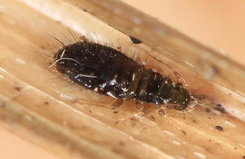 Caricosipha paniculatae